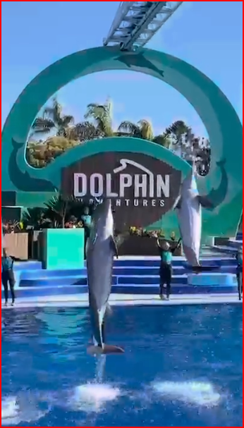  SeaWorld San Diego 동영상