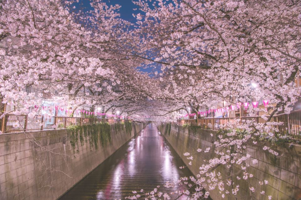 도쿄 벚꽃