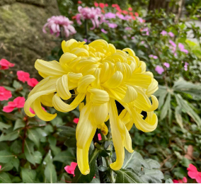 벽초지수목원 봄꽃축제