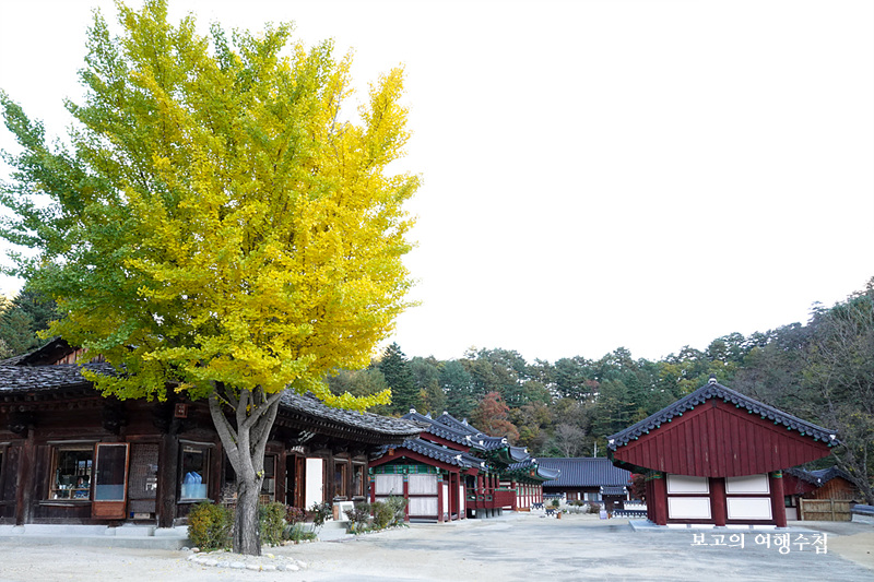 설악산 백담사와 은행나무