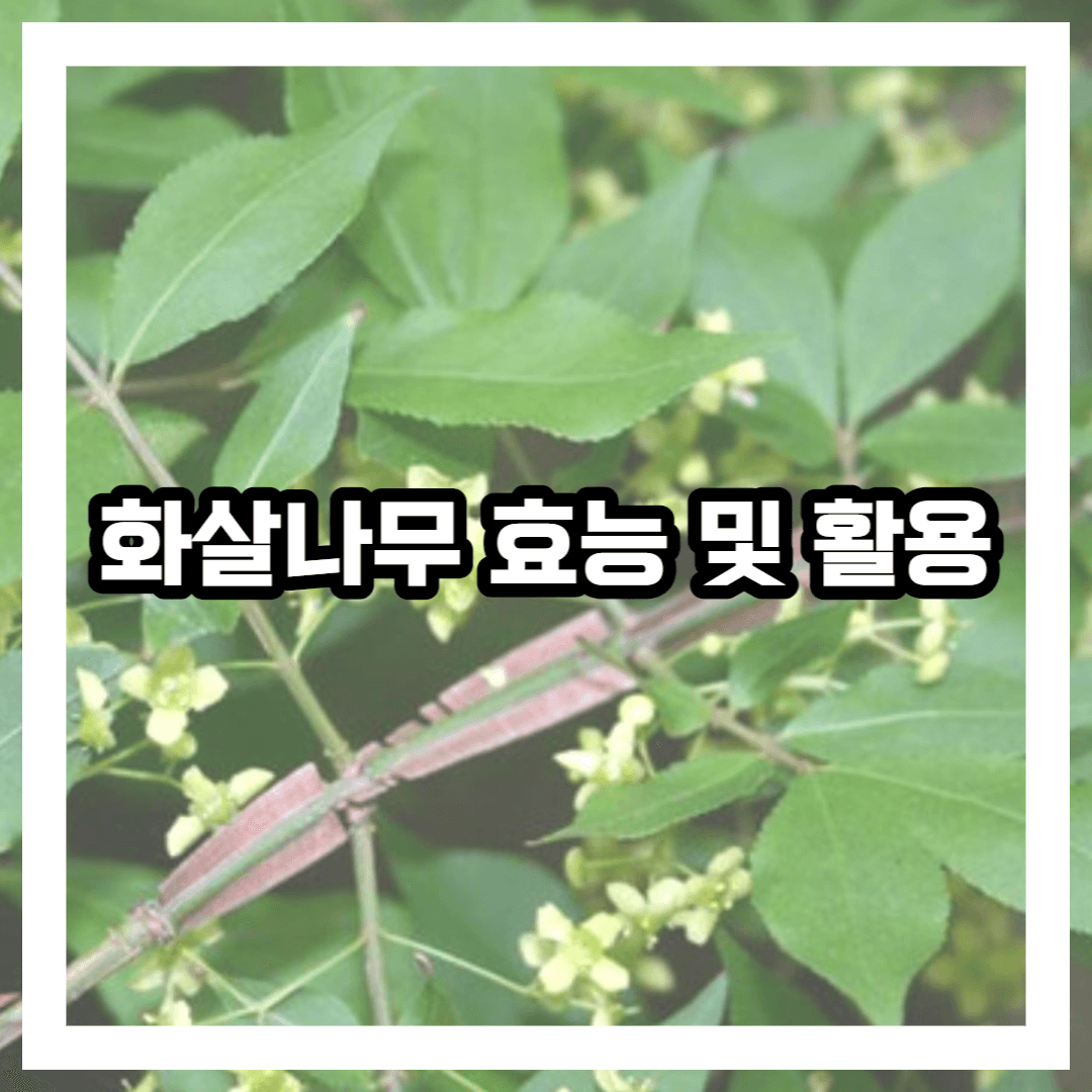 화살나무 사진