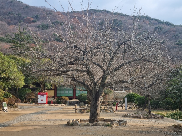 벚나무
