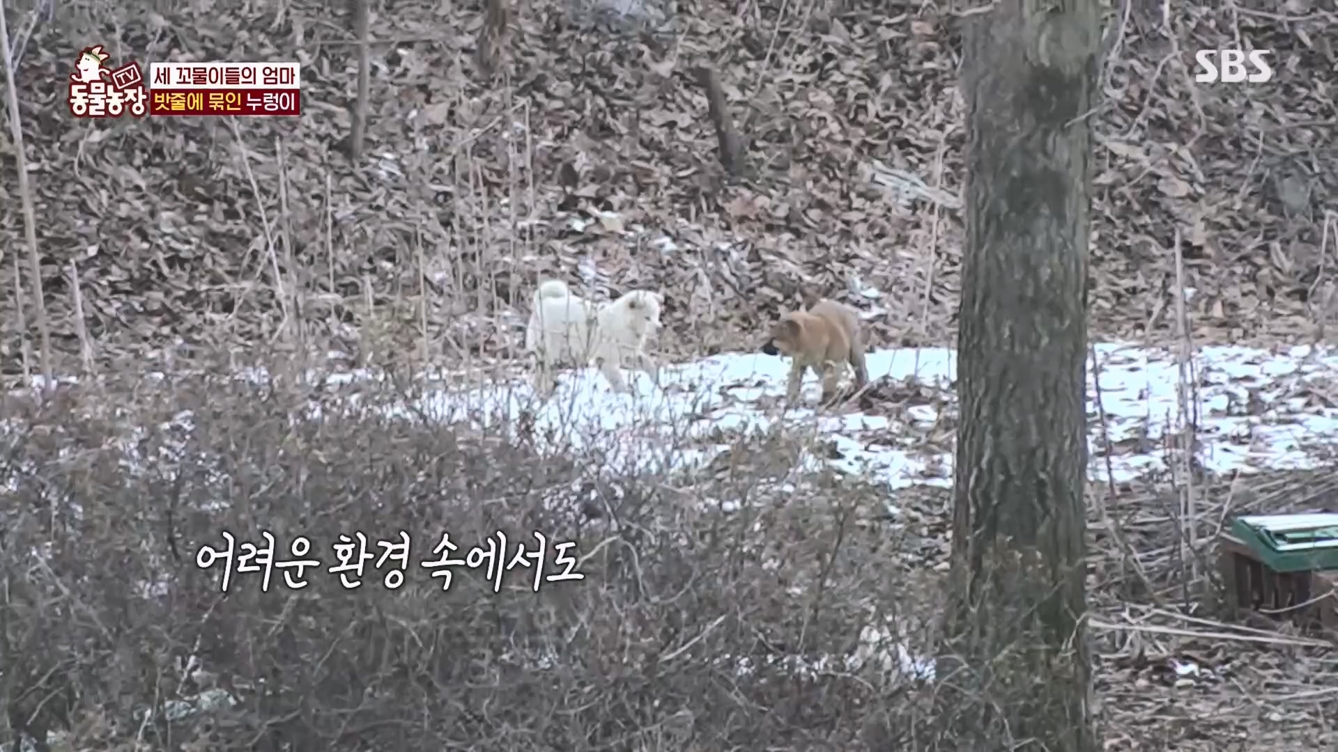 TV 동물농장.E1159.240218p.H264-F1RST.mp4_20240218_170010.800.jpg