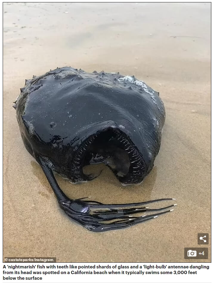  심해에서 온 괴물! ...캘리포니아 해변에서 발견되다 VIDEO:Terrifying fanged 'Pacific football fish' found on CA beach
