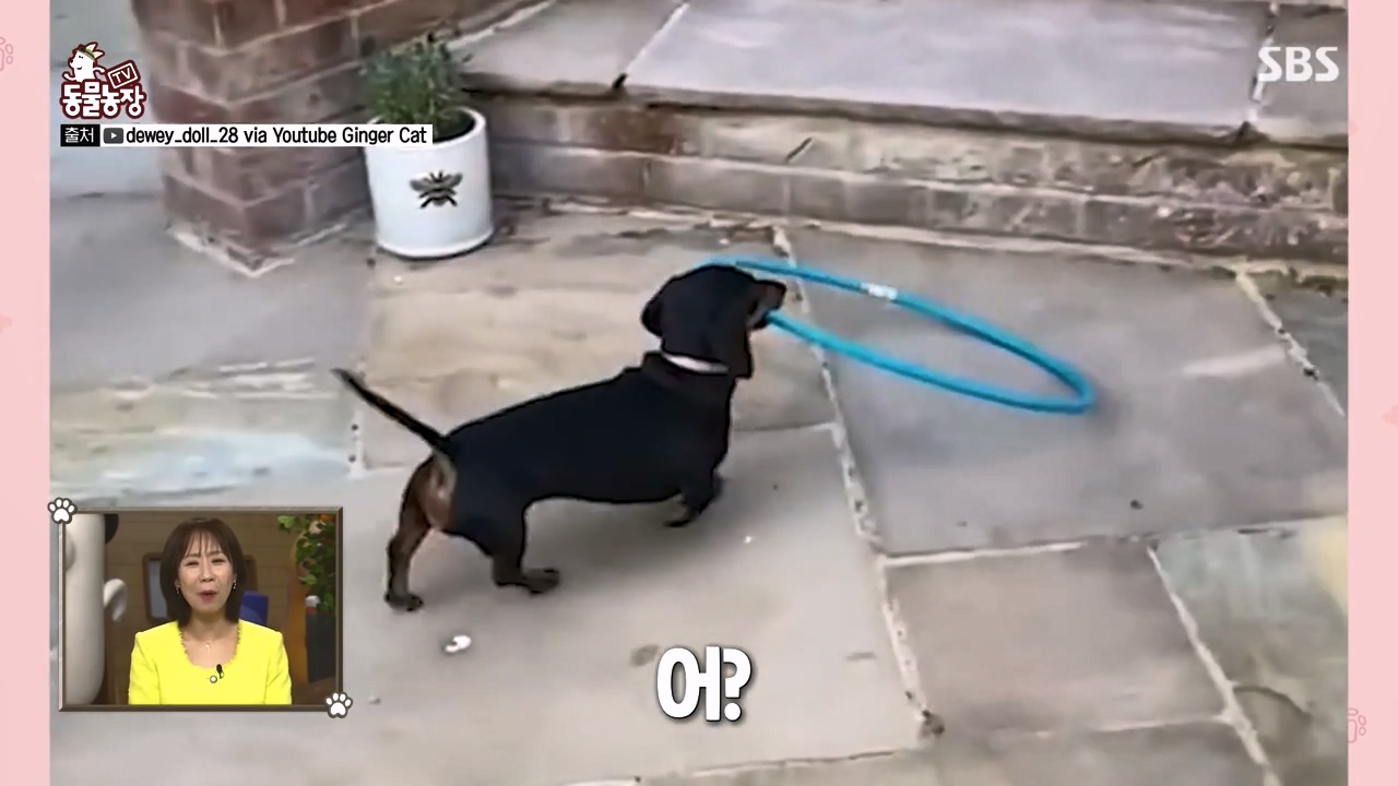 TV 동물농장.E1173.240527p-NEXT.mp4_20240526_155707.876.jpg