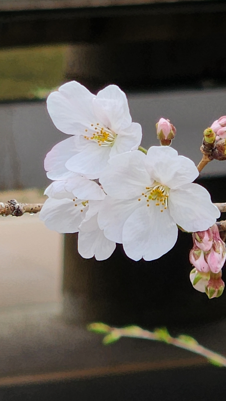 벚꽃 사진 클릭 클릭