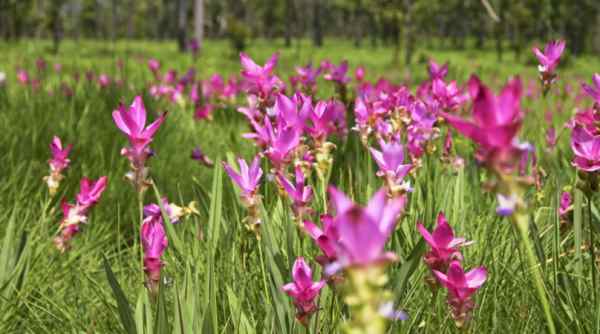 그라자오 꽃 축제 (Siam Tulip Field Festival)