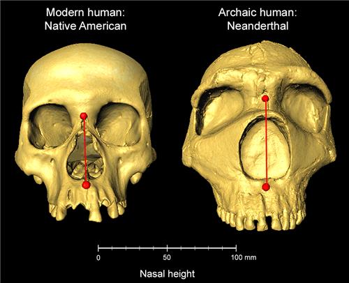 현생인류와 네안데르탈인 두개골 코 높이 비교