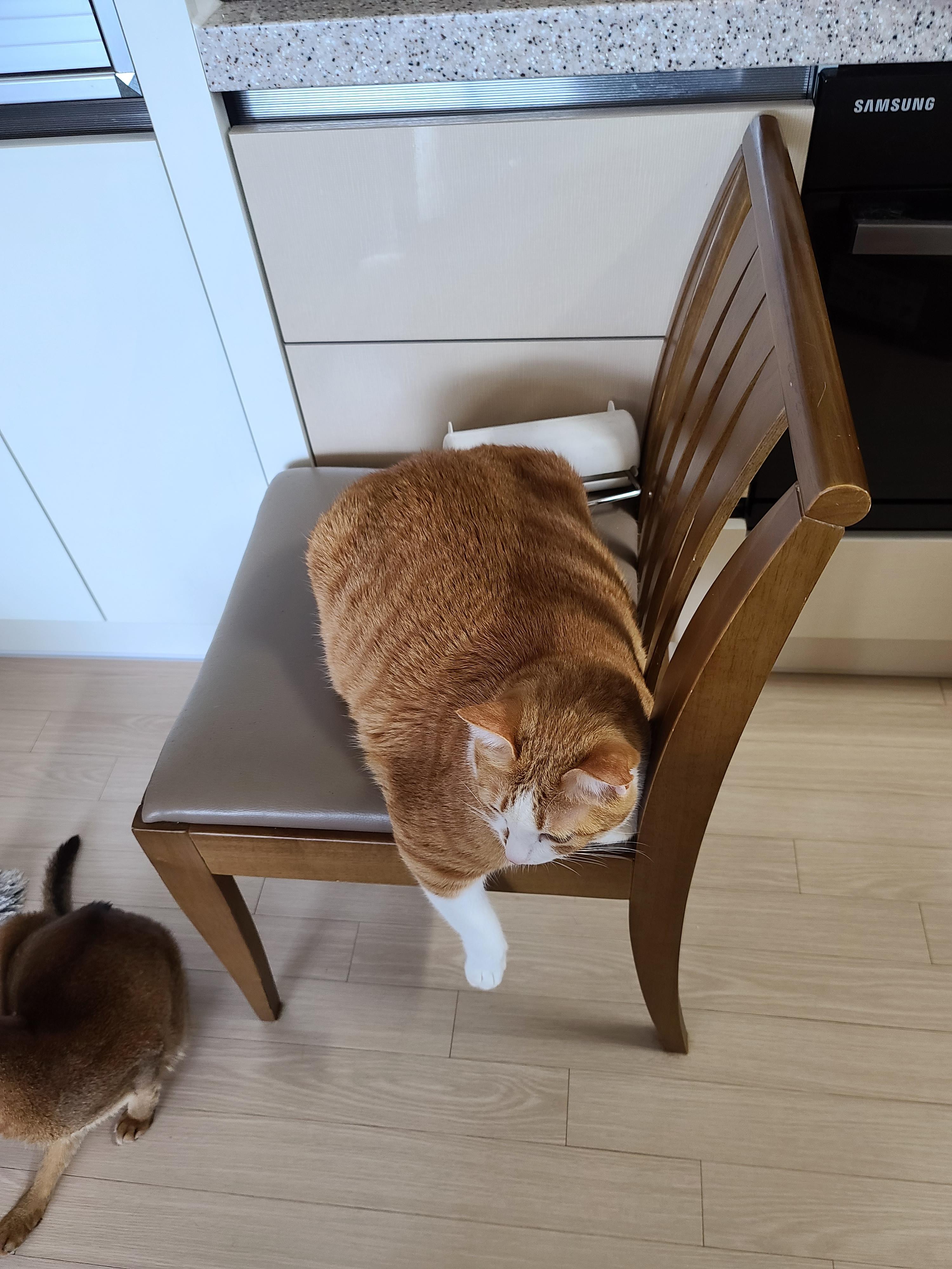 의자에 앉아서 발꼬락만 까딱까닥 하는데 너무 귀여운 고양이