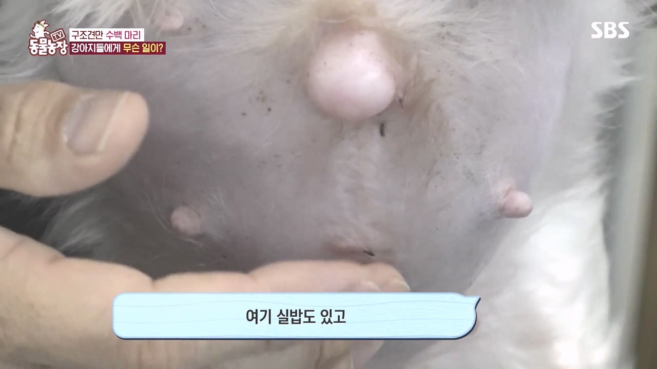 TV 동물농장.E1142.231023p-NEXT.mp4_20231022_171759.177.jpg