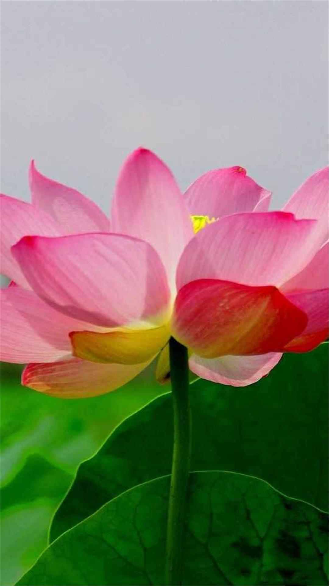 Lotus Flower iPhone Wallpaper