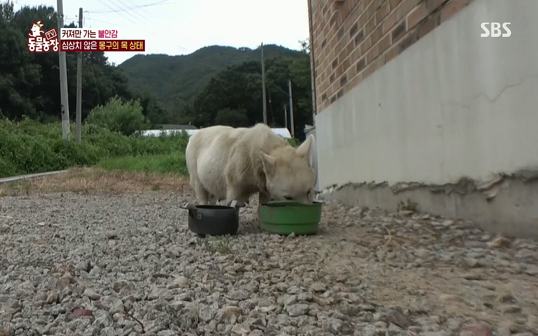 TV 동물농장.E1084.220828p.H264-F1RST.mp4_20220828_154059.995.jpg