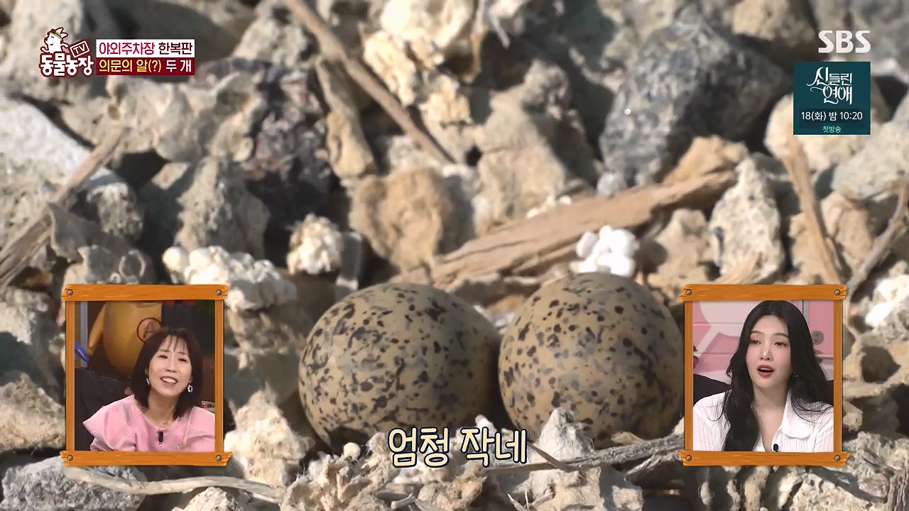 TV 동물농장.E1176.240617p-NEXT.mp4_20240616_170116.525.jpg