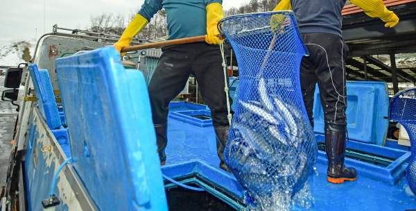 화천 산천어축제 입장료(무료입장) 예약 주차장 준비물