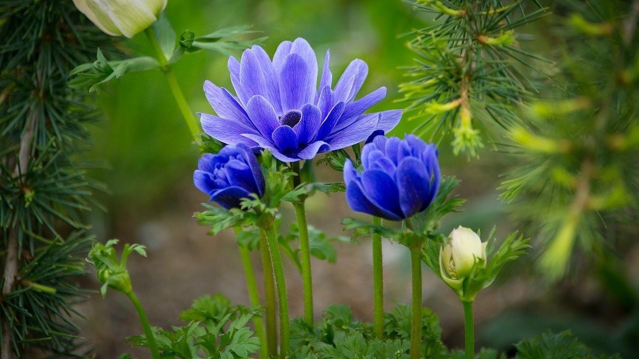 파란 아네모네 꽃