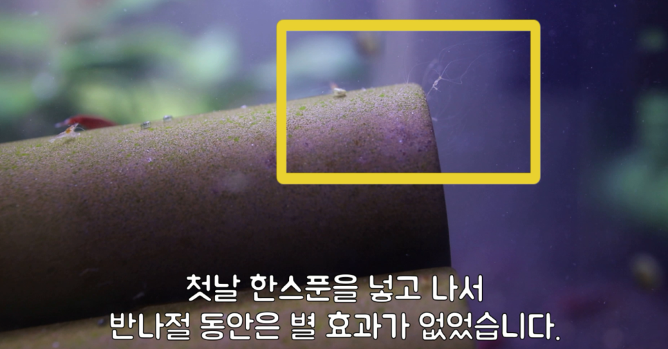 히드라 불청객 제거방법 6