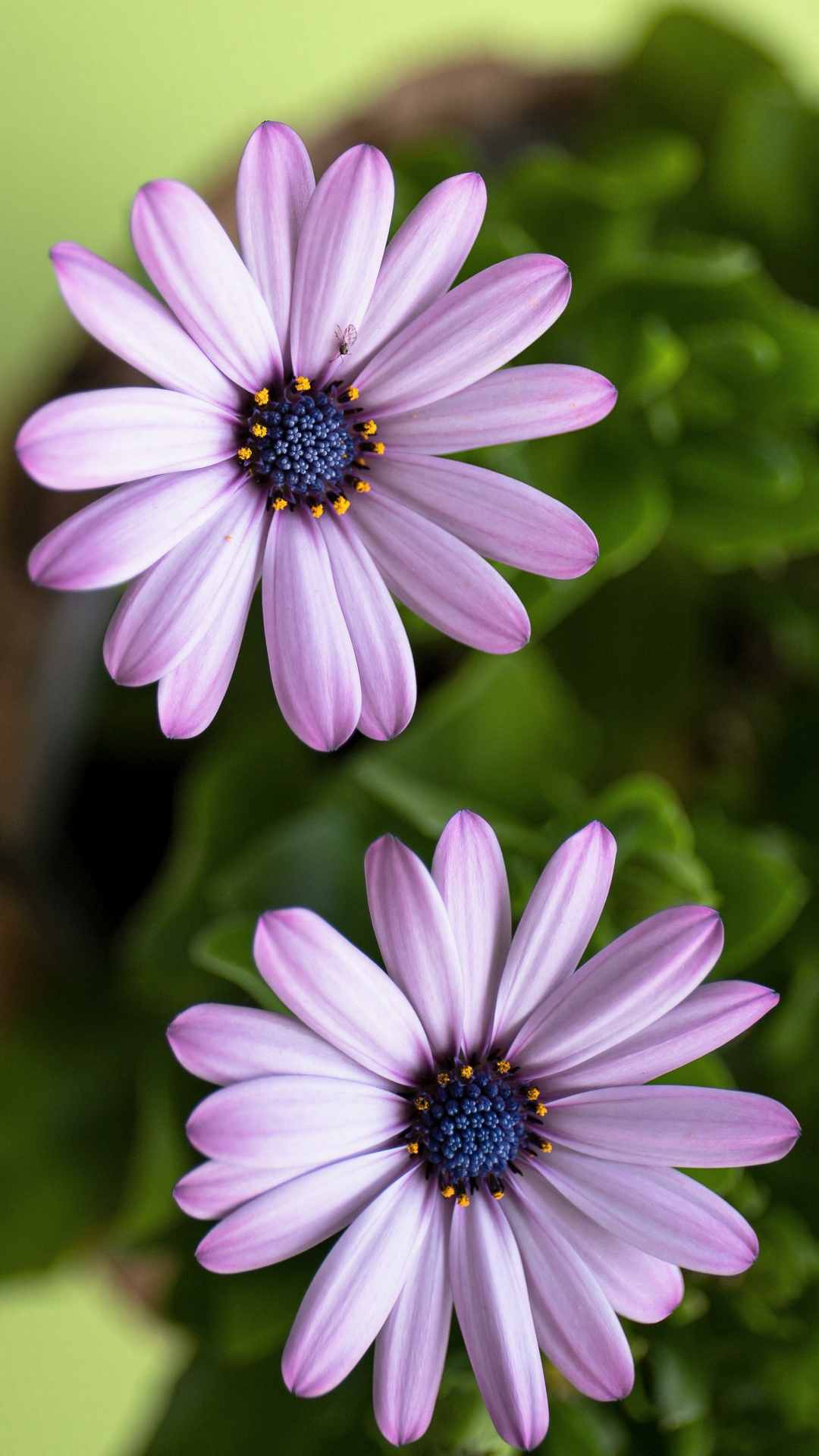 Daisy Flower iPhone Wallpaper