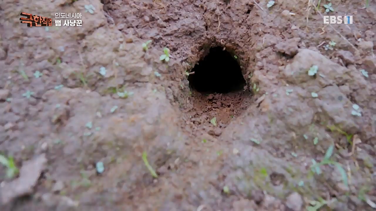 TV - 교육의 중심 EBS인도네시아 뱀사냥꾼.mp4_20221211_181504.571.jpg