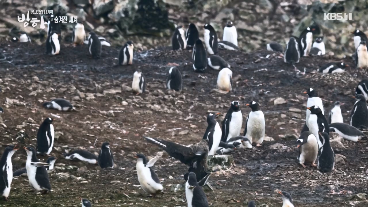 KBS 대기획 3부작 빙하.E01.240308p-NEXT.mp4_20240310_145932.801.jpg