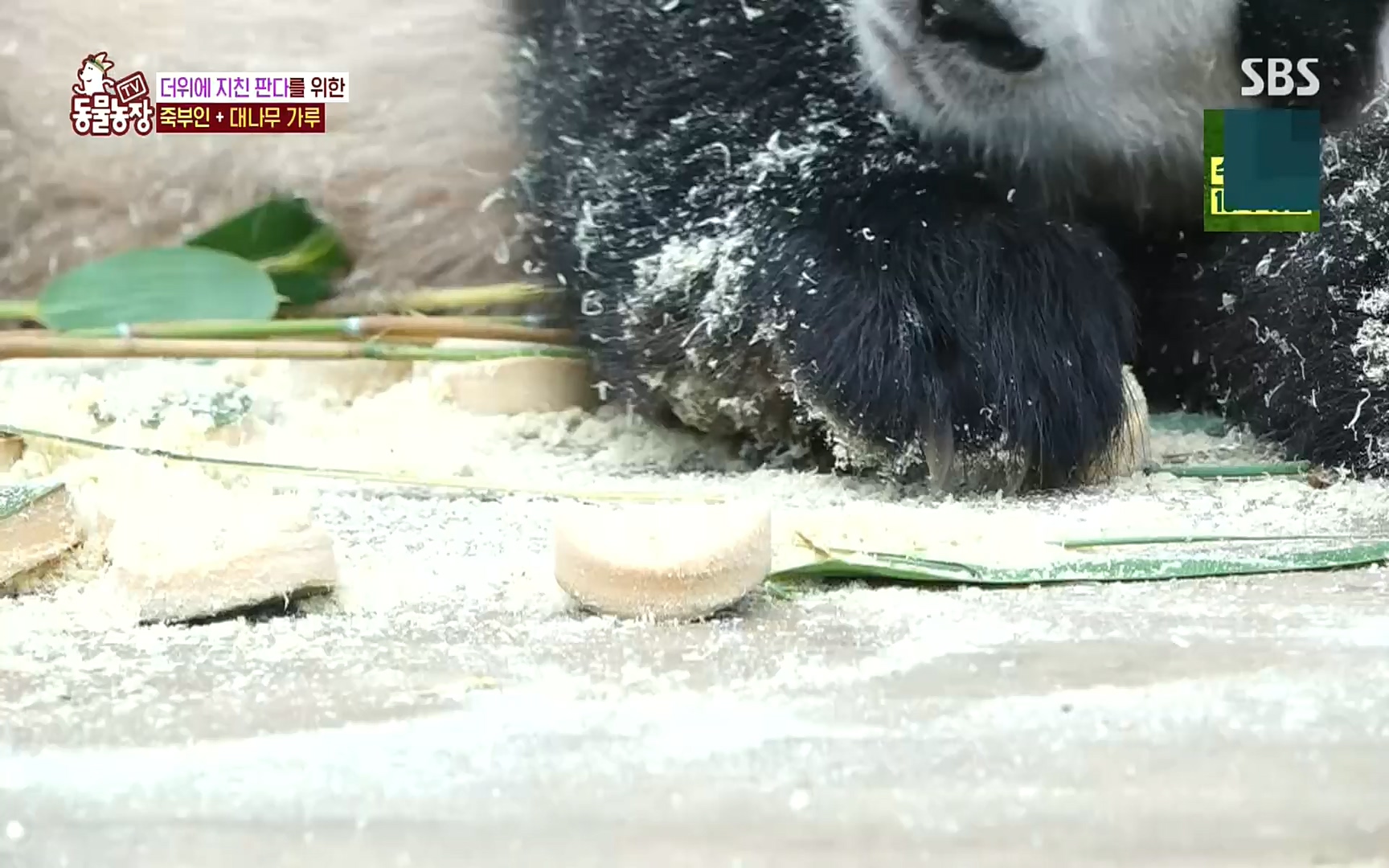 TV 동물농장.E1083.220821p.H264-F1RST.mp4_20220821_183702.359.jpg