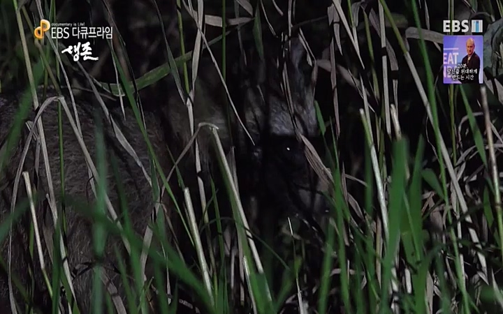 EBS 다큐프라임_ 220628.avi_20220629_210211.353.jpg