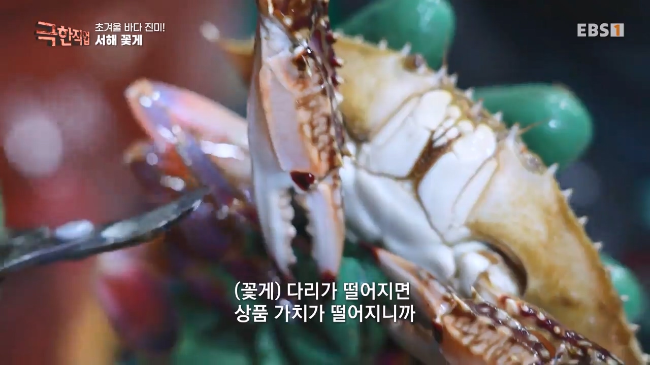 TV - 전 국민의 평생학교 EBS초겨울 바다 진미! 동해 방어, 서해 꽃게.mp4_20231228_203317.651.jpg