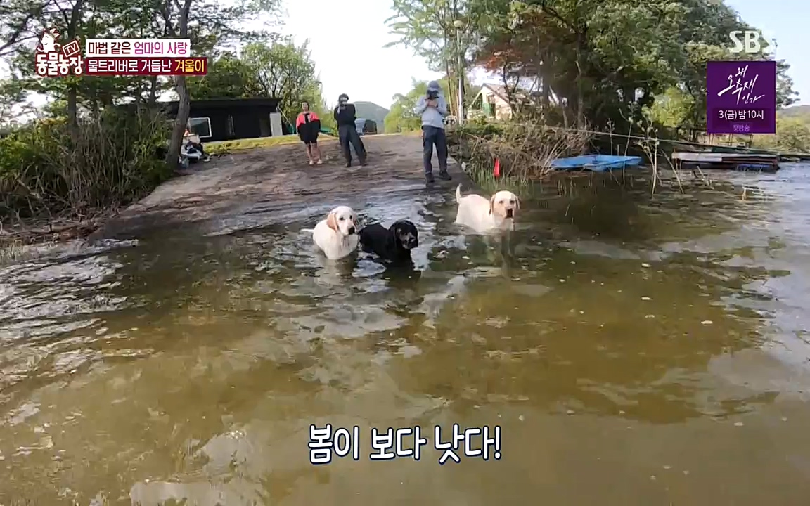 TV 동물농장.E1071.220530p-NEXT.mp4_20220529_174711.088.jpg