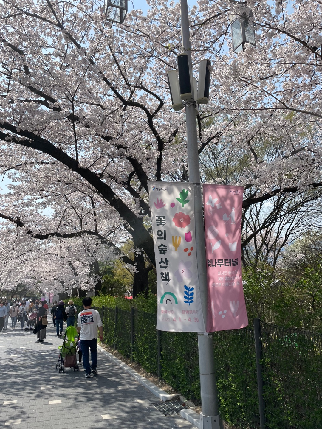 서울대공원-벚나무터널