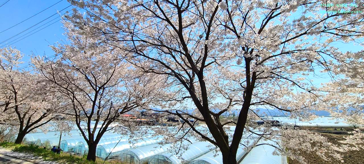 충주벚꽃명소-하방마을