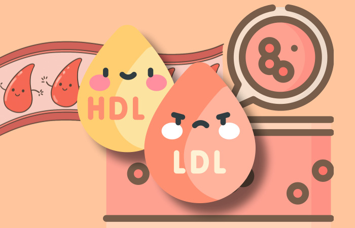 HDL-LDL-표현한-그림