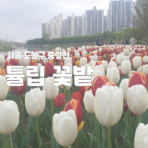  서울 도봉구 중랑천 "튤립 꽃밭"