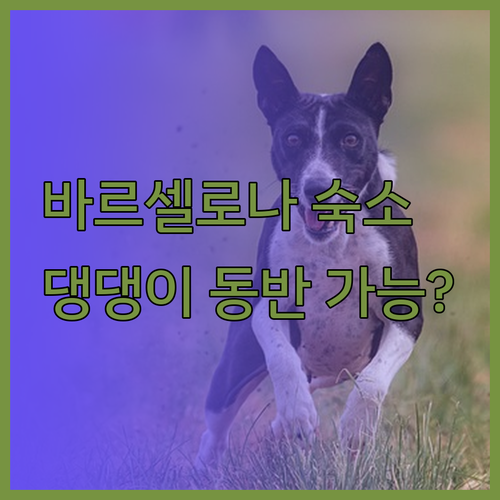 제네레이터 바르셀로나 후기 반려동물 