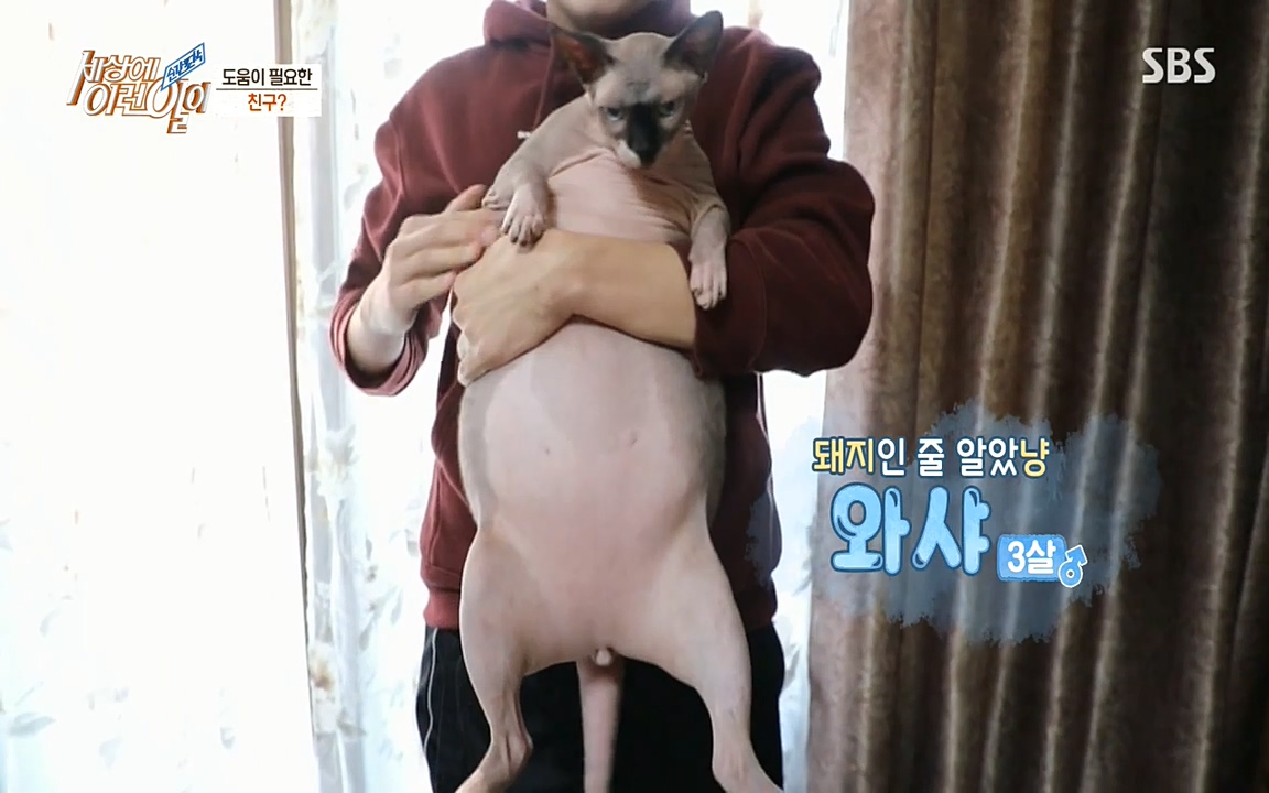 순간포착 세상에 이런일이.E1177.220427p-NEXT.mp4_20220427_180516.041.jpg