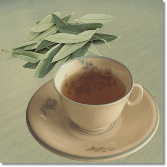 올리브잎 차 효능 및 영양 성분 활용법과 주의점