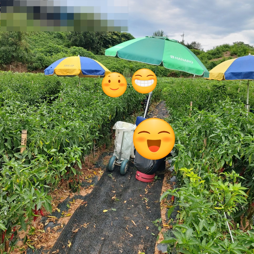  전남 영광 현주네팜 2023년 햇고추, 건고추, 고추가루 주문하세요!!