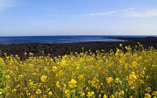 제주도 이벤트
