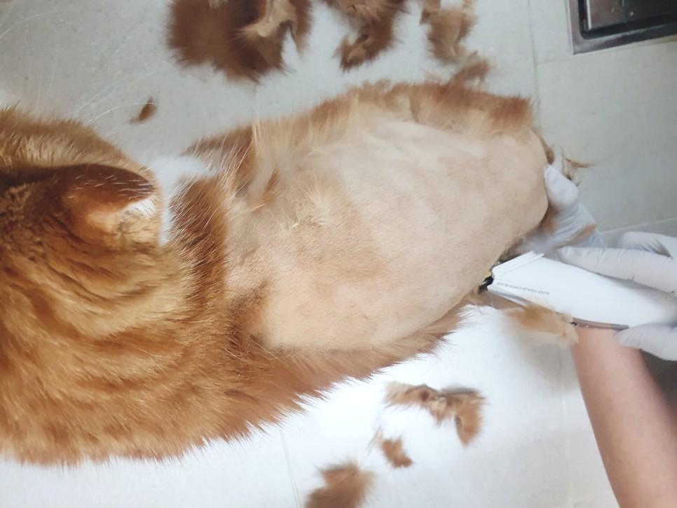 강아지 미용기계 추천 고양이 셀프미용 강아지 바리깡 22