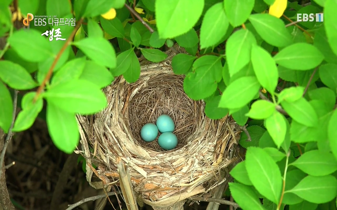 생존 3부_ EBS 다큐프라임_ 220629.avi_20220701_203853.346.jpg