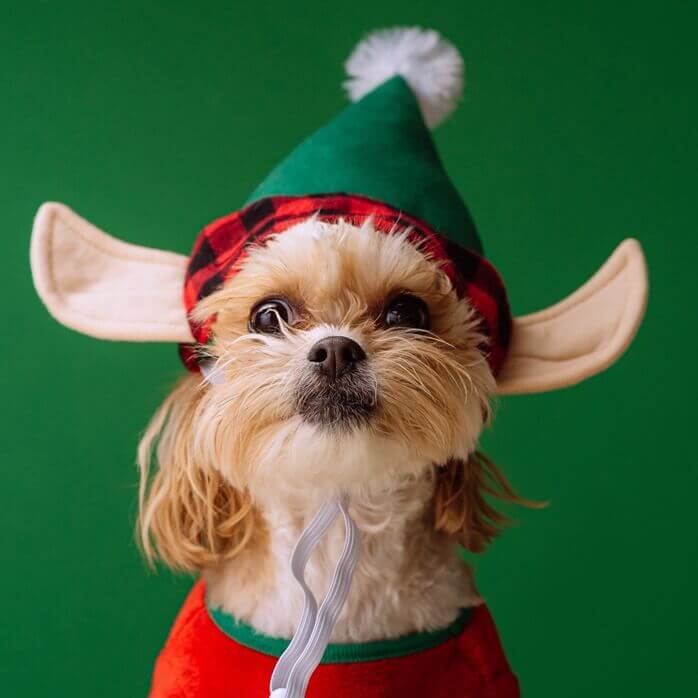 초록색과-빨간색으로-된-고깔-형태의-모자를-쓰고-있는-연갈색-털의-귀여운-강아지