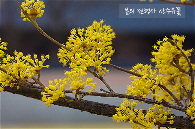 꽃차 효능의 생강나무 7