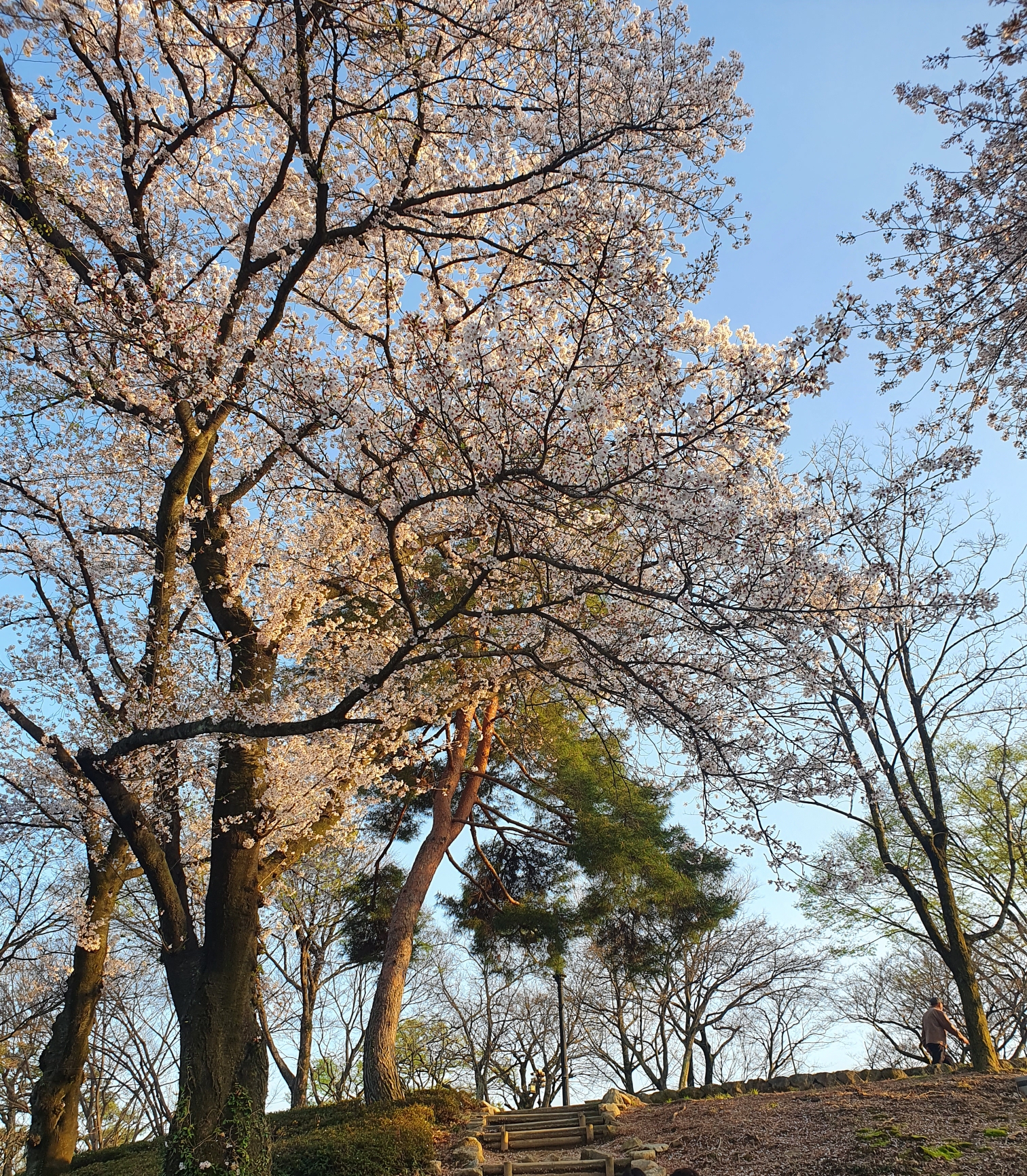  벚꽃