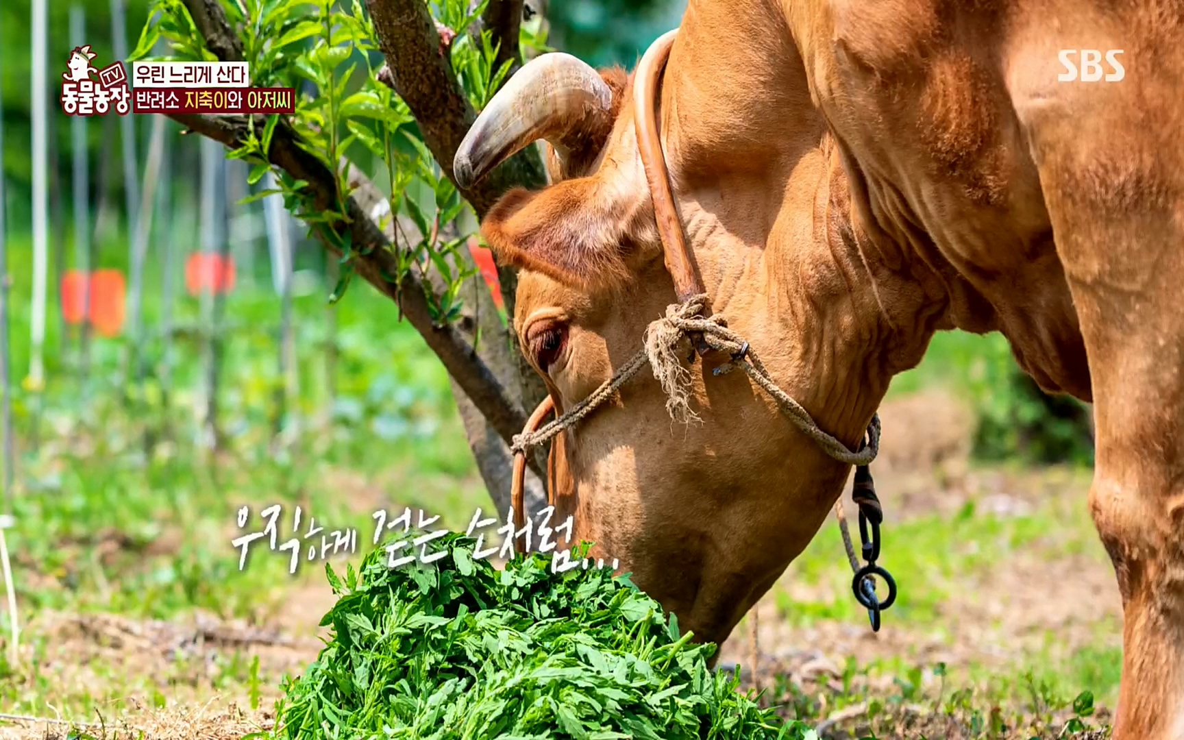 TV 동물농장.E1074.220619p.H264-F1RST.mp4_20220619_182111.196.jpg