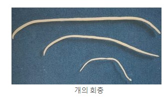  강아지 대변 검사