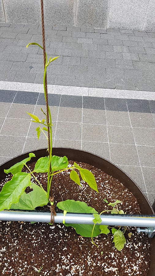 kbs1tv 다큐온 KBS1TV // 회천3동 생태그늘막 11