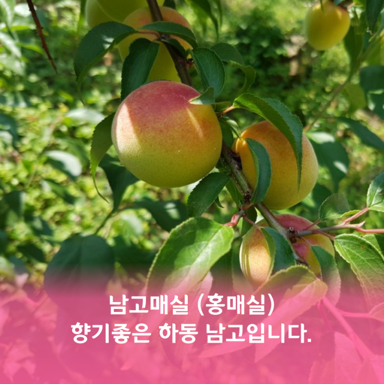 매실남녀 수확기 계절가격정보 2021 홍매실매장소 10
