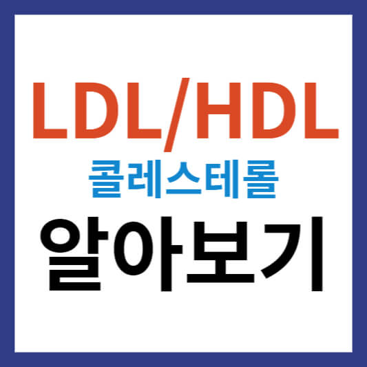 LDL HDL 콜레스테롤의 두 얼굴 알아보기