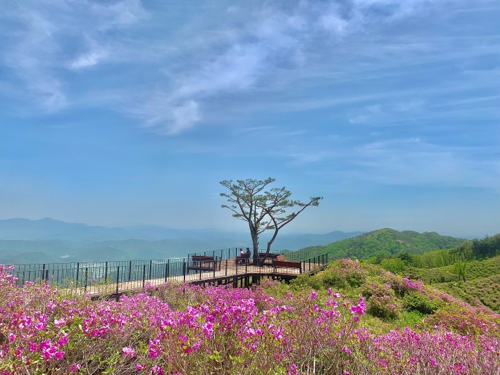 황매산-철쭉군락지