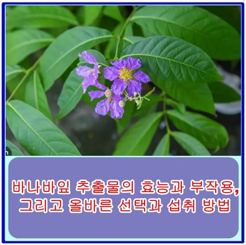  바나바잎 추출물의 효능과 부작용, 그리고 올바른 선택과 섭취 방법