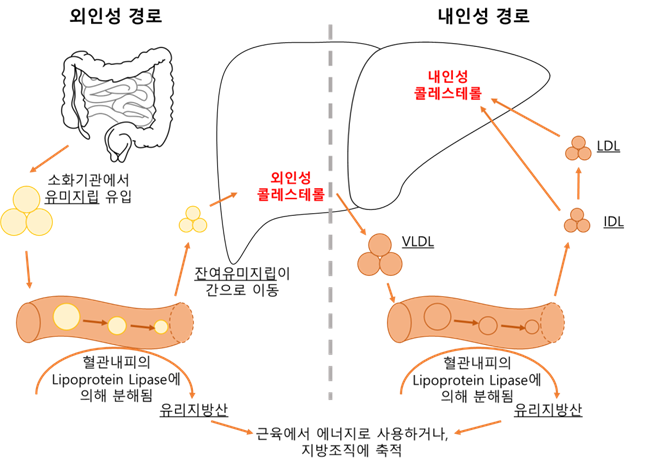 혈장지단백 이동/대사 경로