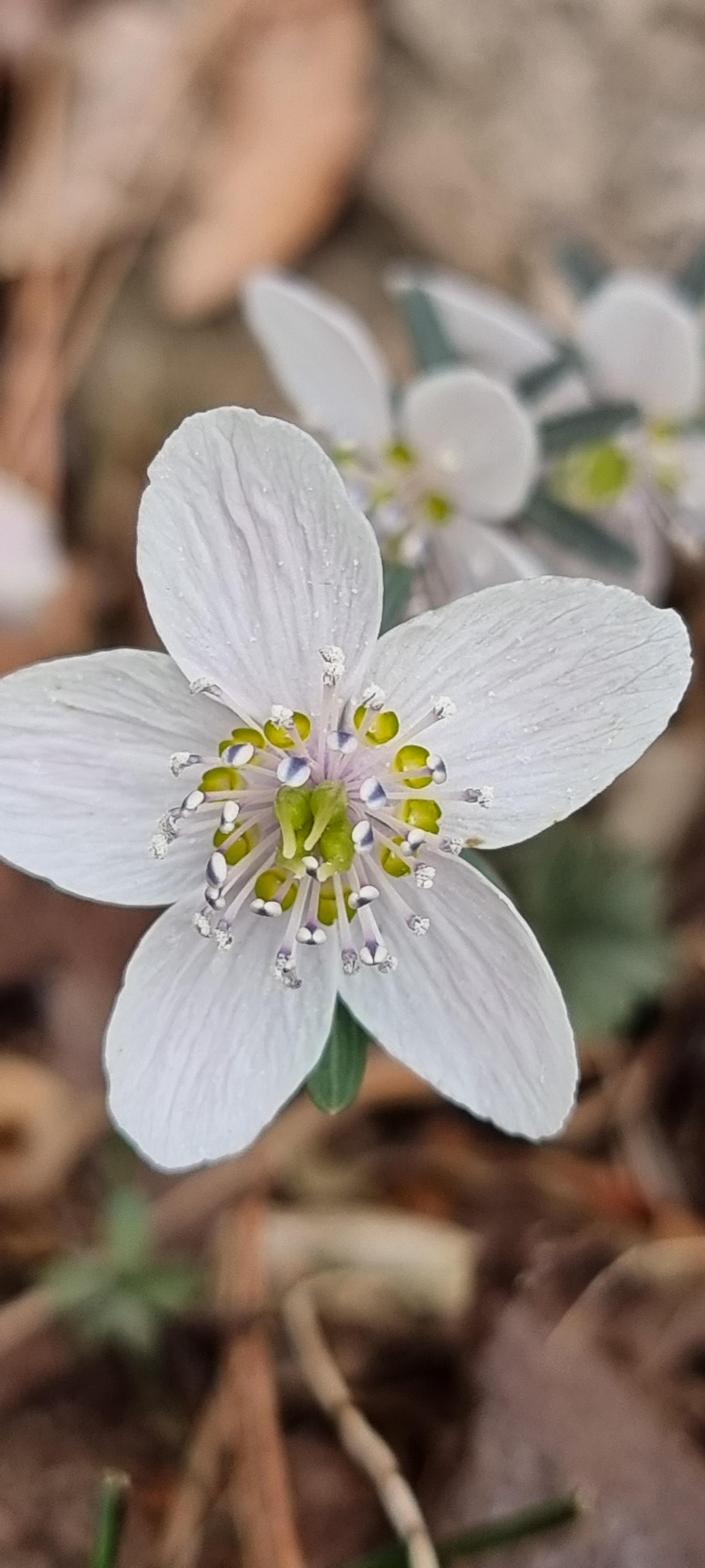 변산바람꽃 38